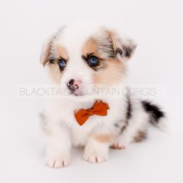 Thorne - Blue merle and white male American Corgi puppy in Santaquin, Utah from Blacktail Mountain Corgis