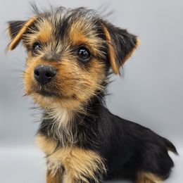NICU boy - Black and tan male Yorkshire Terrier puppy in Greer, South Carolina from Mischief Managed Farm