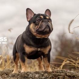 Duke - French Bulldog