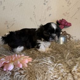 Mercedes - Brindle female Shih Tzu puppy in Hibbing, Minnesota from Iron Range Shih Tzu and Puppies