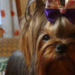 Yorkshire Terriers from Yorkies of Western Michigan