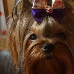 Yorkshire Terriers from Yorkies of Western Michigan