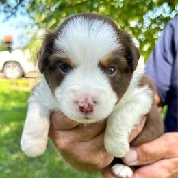 Stella - Red tri female Toy Australian Shepherd puppy in Bristow, Iowa from Pine Ridge Toy and Mini Aussies