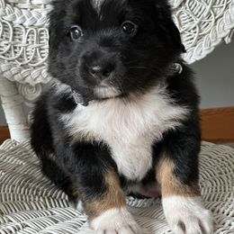 Miniature Australian Shepherd Puppies from JW Ranch
