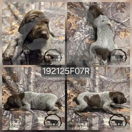 Girl 192125F07R - Liver and white female German Shorthaired Pointer puppy in Moyie Springs, Idaho from Wier Farms GSP