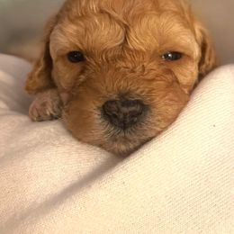 Cavapoo Puppies from Veronica's Cavapoos