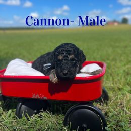 Cannon (Blue) - Phantom male Poodle puppy in West Monroe, Louisiana from Diamond M Poodles and Doodles