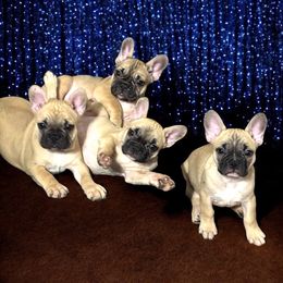French Bulldog Puppies from Von Darr Kennels
