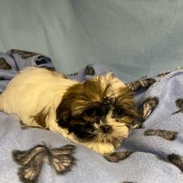 Boy 2 - Sable and white male Shih Tzu puppy in Zeigler, Illinois from Dandy Little  Shih Tzu, Shih Poo's and Toy Poodles