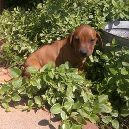 Mitzi - Red wheaten female Rhodesian Ridgeback puppy in Carney, Oklahoma from River Run Parson Russell terriers & River Run Ridgebacks