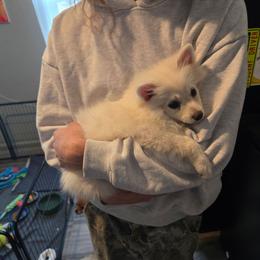 Serenity - White female Pomeranian puppy in Newport News, Virginia from Itty Bitty Poms