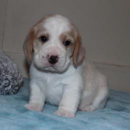 Canyon - Lemon and white male Beagle puppy in Morrill, Kansas from Kelle Beagles