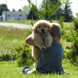 Golden Retriever Puppies from Priderock Golden Retrievers