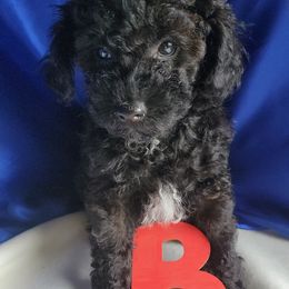 Poodle Puppies from Bobbies poodles