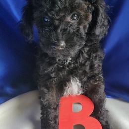 Poodle Puppies from Bobbies poodles