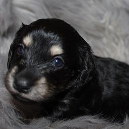 Girl 1 - Black and cream female Dachshund puppy in Craig, Colorado from Rocky Mountain Shih Tzus and Dry Creek Miniature Dachshunds