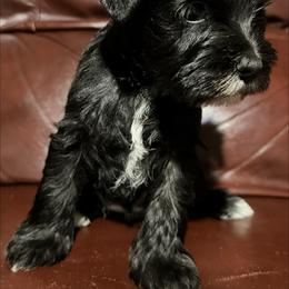 Chloe - Black female Miniature Schnauzer puppy in Frankford, Delaware from Miniature Schnauzers of Delmarva