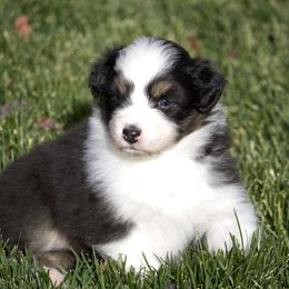 Australian Shepherd Puppies from HHK (Hot House Kennel)