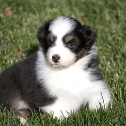 Australian Shepherd Puppies from HHK (Hot House Kennel)