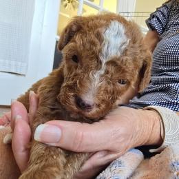 Little Bird - Teal Collar - Red male Double Doodle puppy in Rowlett, Texas from Parrish Precious Ones Texas