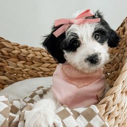 Denim - Parti female Goldendoodle puppy in Jamestown, Kentucky from Milk & Honey Doodles