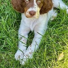 English Setter Puppies from English Setters of the Eyrie