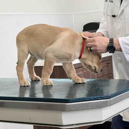 Labrador Retriever Puppies from Branley's Riverside Labradors