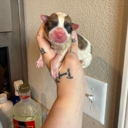 Zion - Sable male Pembroke Welsh Corgi puppy in Aberdeen, Washington from Coastal country Farms
