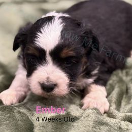 Ember - Black tri female Miniature Australian Shepherd puppy in Oronogo, Missouri from Dutton's Show Me Farms