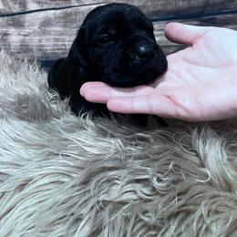 Teal Collar - Black female Cane Corso puppy in Fritch, Texas from Carrie Brown's Cane Corsos