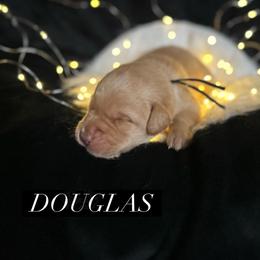 Douglas - Yellow male Dilute Retriever puppy in Forest City, Iowa from Helm Labs