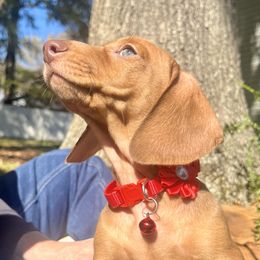 Dachshund Puppies from Snarky Doxy Miniature Dachshunds