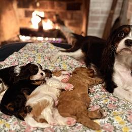 Cavalier King Charles Spaniel puppies from Pemberley Park