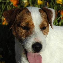Edward - Jack Russell Terrier