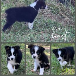 Beast, BTM Blue eyes - Black tri-color male Australian Shepherd puppy in Huntington, Texas from JKKJ Farms