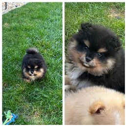 Blk and Tan - Black and tan male Pomeranian puppy in Sonora, California from NorCal Pomeranians