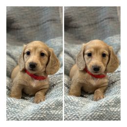 Dachshund Puppies from McJazzin Doxies
