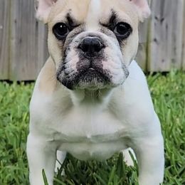 French Bulldogs from Vanessa's Frenchies
