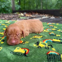 Colt - Golden rust male Vizsla puppy in Comer, Georgia from Stratton Spaniels