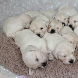 Golden Retrievers from White Satin Golden Retrievers, LLC