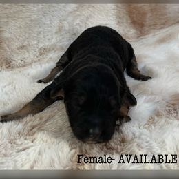 Aussiedoodle and Australian Shepherd Puppies from Homestead Aussies & Doodles