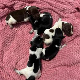 Beau - Black roan male German Shorthaired Pointer puppy in Axton, Virginia from Red Clay Kennels