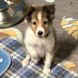 Toffee - Sable and white female Shetland Sheepdog puppy in Wolcott, Indiana from Southside Shelties