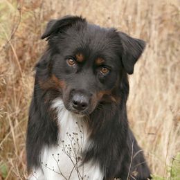 Moka - Australian Shepherd