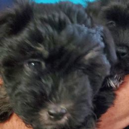 Havanese from Patriot Pups