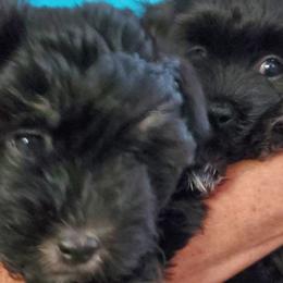 Havanese from Patriot Pups