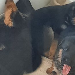 German Shepherds from Crannog Working K9