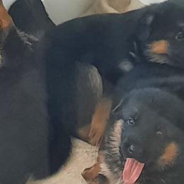 German Shepherds from Crannog Working K9