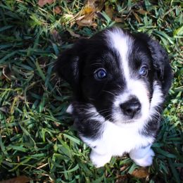Australian Shepherd Puppies from Forte Australian Shepherds & Co.
