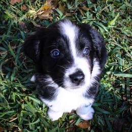 Australian Shepherd Puppies from Forte Australian Shepherds & Co.